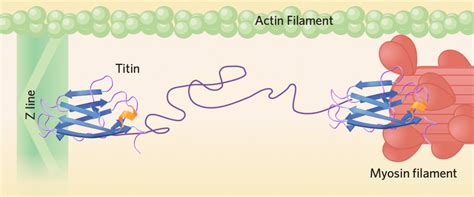 PROTEIN TITIN: OVER 38,000 AMINO ACIDS LONG! – Evolution is a Myth