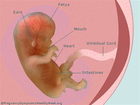 12 Weeks Pregnant ─ Pregnancy Symptoms | Pregnancy Symptoms Week by Week