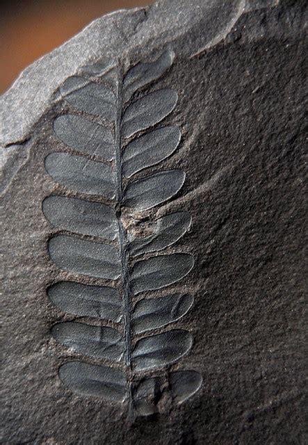 Fossil Fern | This is a fossil fern that I found in Russellv… | Flickr