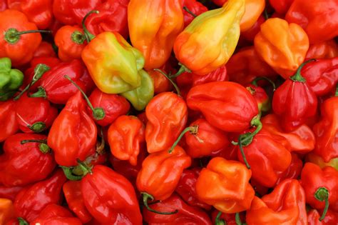 Eight Habanero Varieties That You Should Know - PepperScale