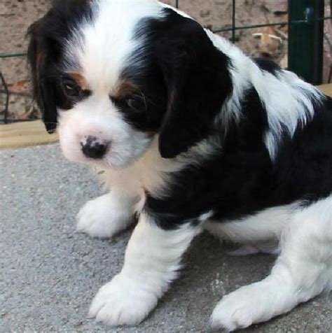 Cavalier King Charles Spaniel Puppies | Puppies Dog Breed Information ...