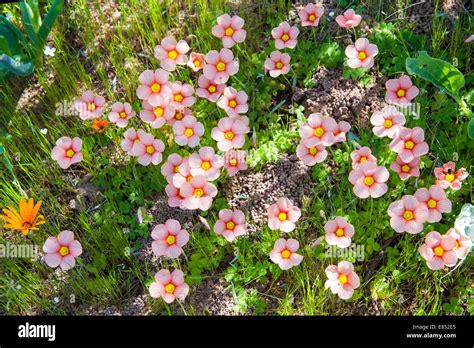 Flowers in the Namaqua National Park in South Africa Stock Photo - Alamy