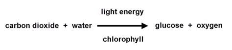 Cellular Respiration vs. Photosynthesis - Mrs. Gochoel