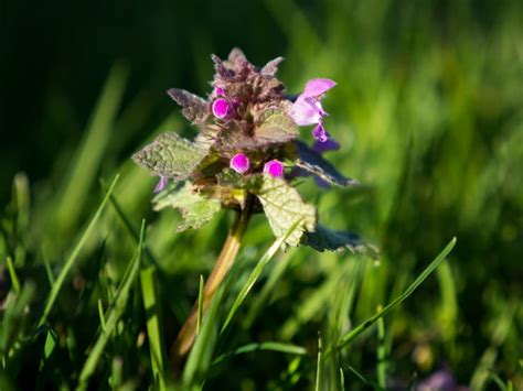 Medicinal Uses For Weeds Commonly Found Around Your Home - Part 1