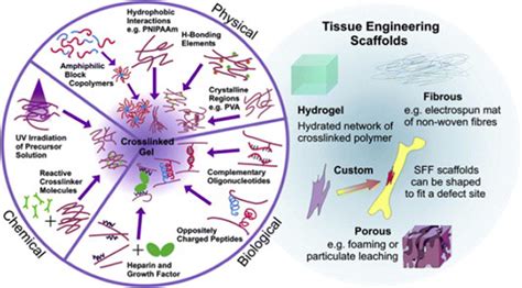 Application of Hydrogels in Biomedical Fields | Biopharma PEG