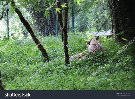 Young White Tiger India Stock Photo 665260834 | Shutterstock