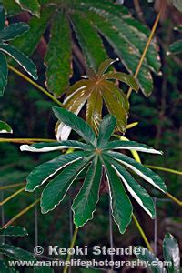 Urticaceae, Nettle Family