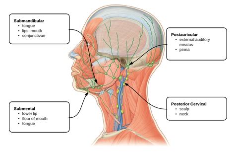 Lymphadenopathy Tags - Differential Diagnosis of