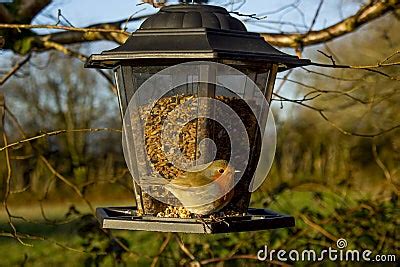 Robin On A Bird Feeder Stock Photo - Image: 49226032