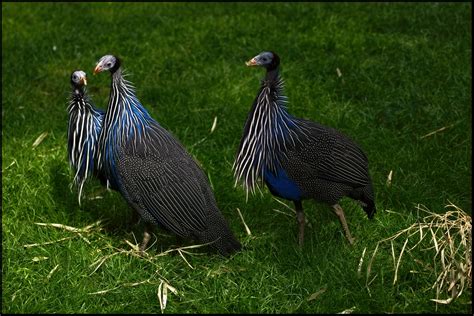 Definitive Guide To Vulturine Guineafowl Facts, Habitat, Conservation ...