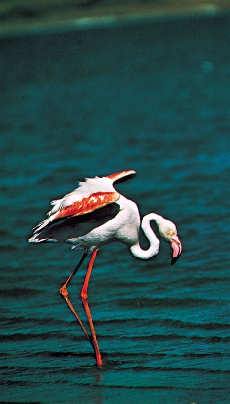 Flamingo | Description, Feeding, Images, & Facts | Britannica