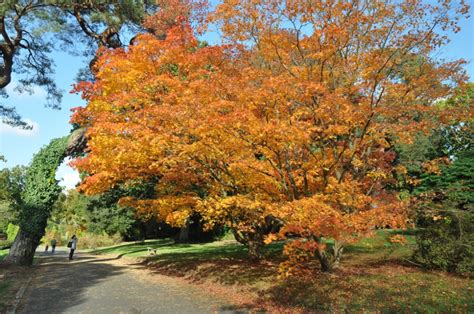 Autumn visit to Exbury Gardens | Travel Unpacked