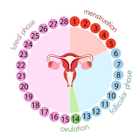 Premium Vector | Stages of menstrual cycle luteal phase follicular ...