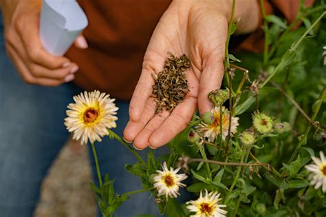 How to Grow Your Own Organic Calendula Flowers • Gardenary