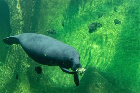 West African Manatee: Is This Animal Endangered?