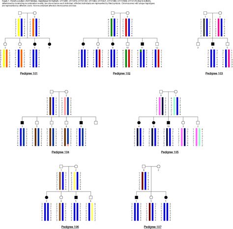 Haplotype; Haplotype