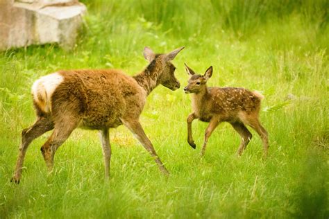 Wildlife holidays in the Scottish Highlands | Eagle Brae