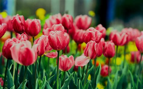 Tulip Flower Desktop Wallpapers | Best Flower Site