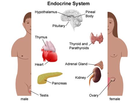 Anatomy of the Endocrine System - Stanford Medicine Children's Health