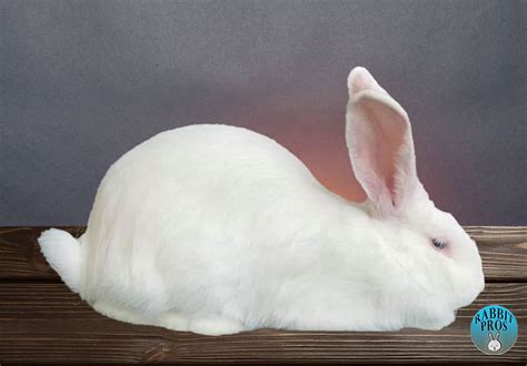 25 White Rabbit Breeds With Pictures & Videos