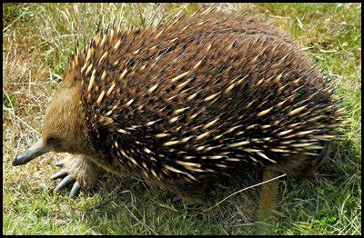 Short Beaked Echidna | The Animal Facts