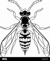 50 Best Ideas For Coloring Wasp Page Free Pr  Vrogueco sketch template
