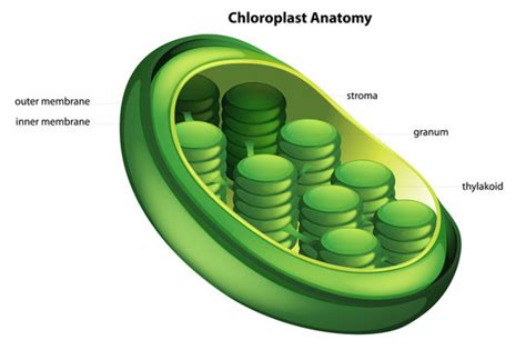 Plastids Diagram In Plant Cell