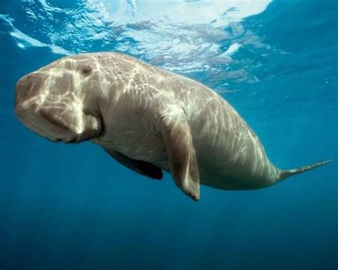 Dugongs - information