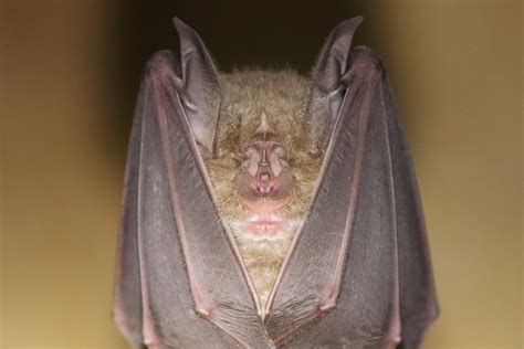 Devon Greater Horseshoe Bats - a Charities crowdfunding project in by Devon Wildlife Trust