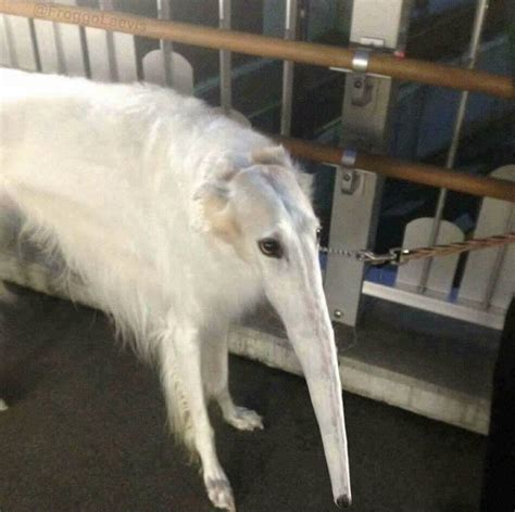 snooot | Long Face Dog / Borzoi | Know Your Meme