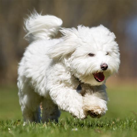 Coton de Tulear grooming, bathing and care | Espree