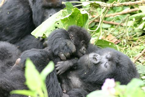 Baby and momma gorilla, Rwanda at the Volcanoes National P… | Flickr