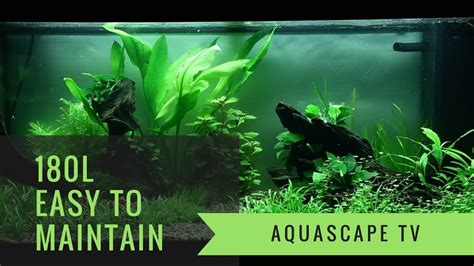 Planted Aquarium Easy Maintenance Layout - YouTube