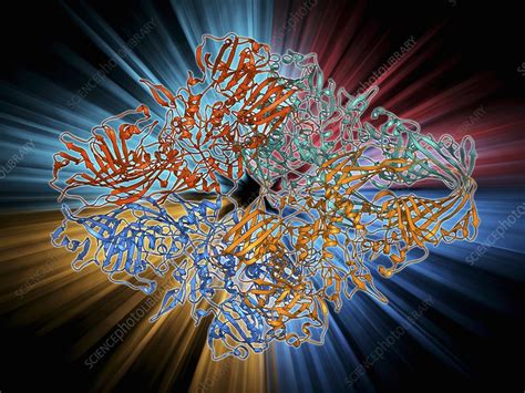 Beta-galactosidase molecule - Stock Image - F009/5986 - Science Photo Library