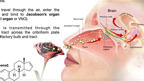 The Vomeronasal Organ, Pheromones, & Mating Behavior - YouTube