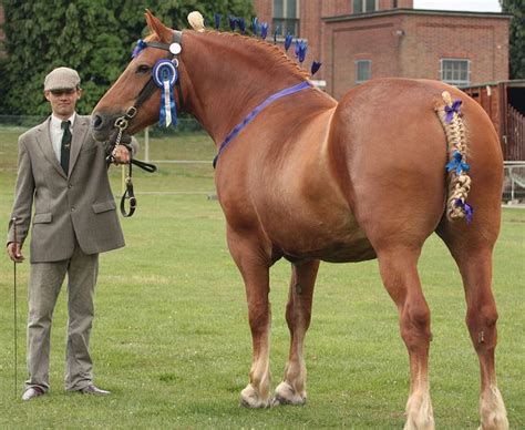 Suffolk Punch | Horses, Suffolk punch, Beautiful horses