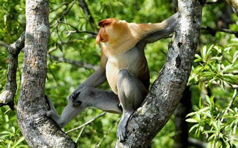 Monkey Habitat - Monkey Facts and Information