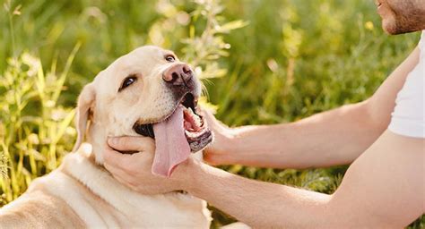 What Is A Companion Dog, And Should You Get One?