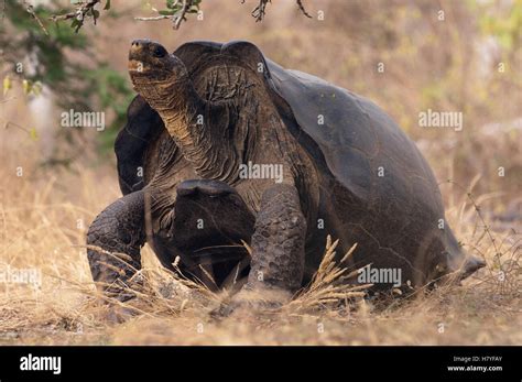 Saddleback Galapagos Tortoise (Chelonoidis nigra hoodensis) male, Wolf ...