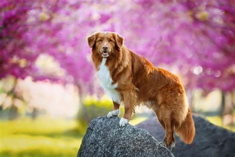 Alles over de Nova Scotia duck tolling retriever of ‘toller’