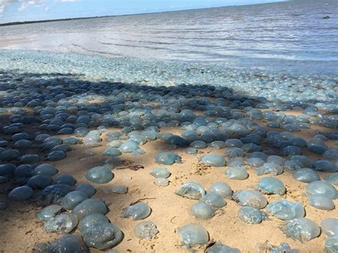 Enormous jellyfish mass die-off covers sand beaches in blue in Australia video - Strange Sounds