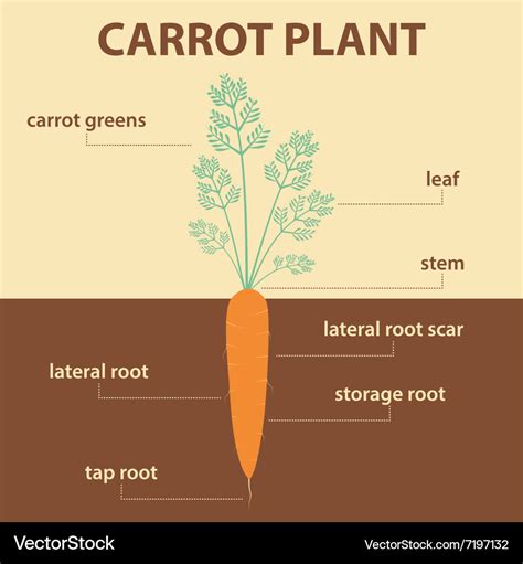 Anatomy diagram parts carrot plant with root Vector Image