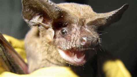 Brazilian Free-tailed Bats Are Way Faster Than We Thought | HowStuffWorks