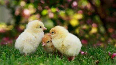 Cómo cuidar un pollito