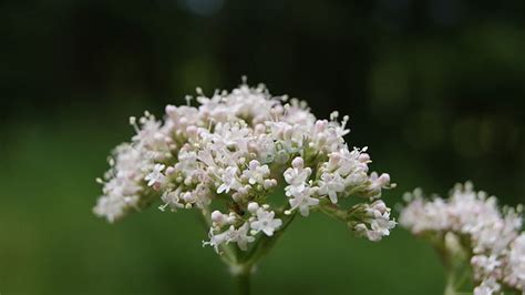 Valerian for Anxiety – Does It Relieve Stress – Herb Inspiration