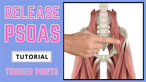 Psoas Muscle Trigger Point