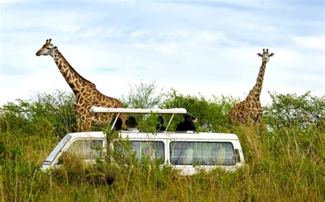 Best Safari In Kenya: Ultimate Guide To A Vacation In The Wild