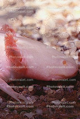 Mexican Axolotl, (Ambystoma mexicanum), Ambystomatidae Images ...