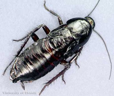 oriental cockroach - Blatta orientalis Linnaeus