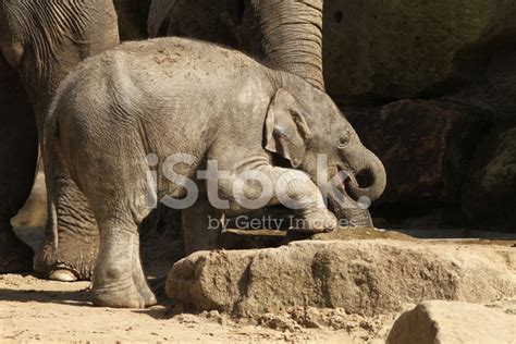 Baby Elephant Drinking Water Stock Photo | Royalty-Free | FreeImages